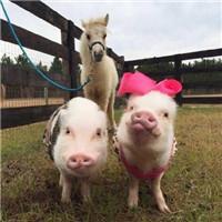 可爱的宠物名字，可爱又霸气的宠物名字（可爱小宠物的名字萌萌哒-可爱点）