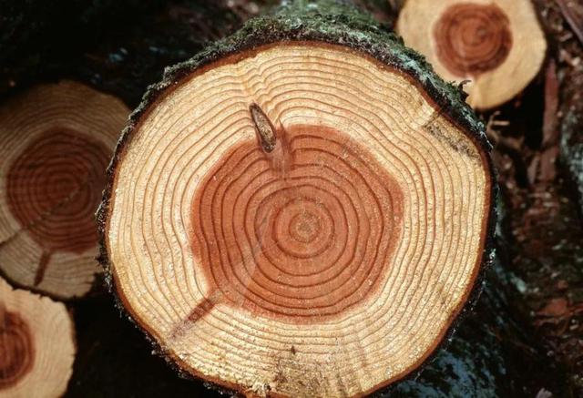 竹子开花吗，竹子一生只开一次花吗（竹子开花难道真是“大灾变”的前兆）