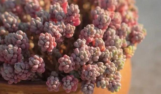 多肉十大美人系列，十大漂亮多肉（盘点盘点多肉界的“美人”们）