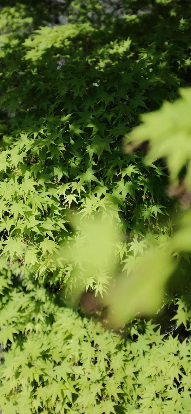 唯美植物花类头像微信，唯美植物花类头像（小清新绿色护眼植物+唯美绽放的瞬间​​​）