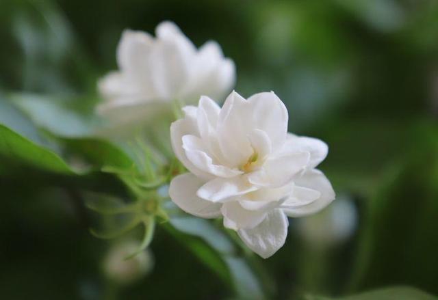 观音莲的花语，观音菩萨与莲花的寓意（守护你的小幸福）