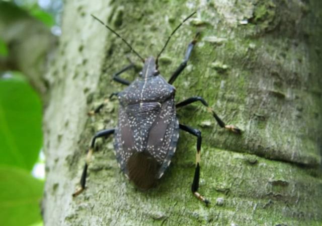 臭虫长得什么样子的，湖北十堰臭虫泛滥