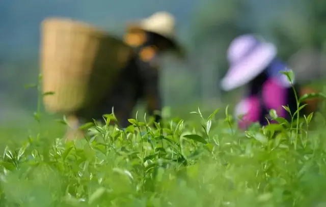 梅子什么时候成熟，梅子是什么季节的水果（芒种：栀子花开，麦黄梅熟）