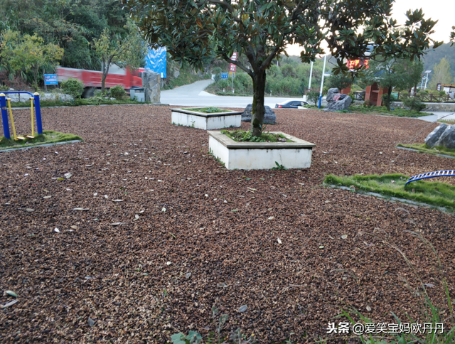 茶油是什么，茶油是什么东西（山茶油原来是这么来的）