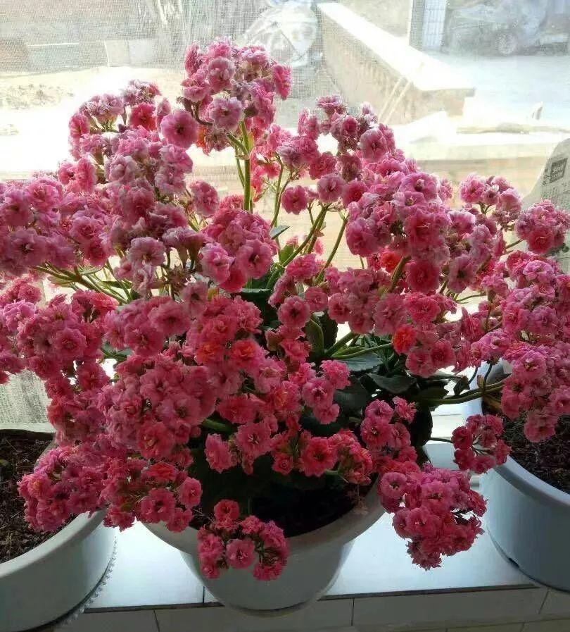 洋葱会开花吗怎么种洋葱，1个洋葱丢盆里