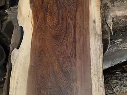 树木名称，知识，铁刀木与铁力木的区别（100种树木名称）