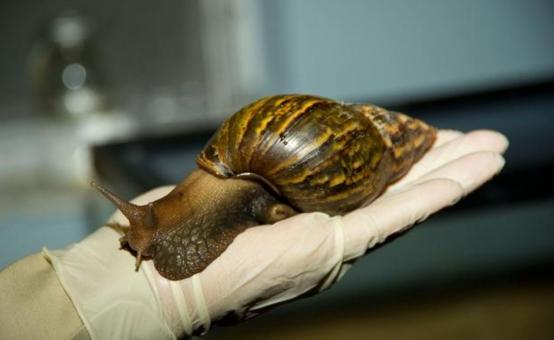 金鱼是动物吗，金鱼是什么动物（在水里几乎没有天敌）