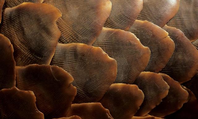 穿山甲是什么动物，穿山甲是哪种动物（为什么是被贩运最多的哺乳动物）