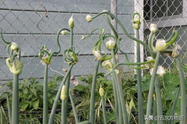 小葱和大葱的区别，小葱和大葱的区别有哪些（国内葱属蔬菜大全，你认识几个）