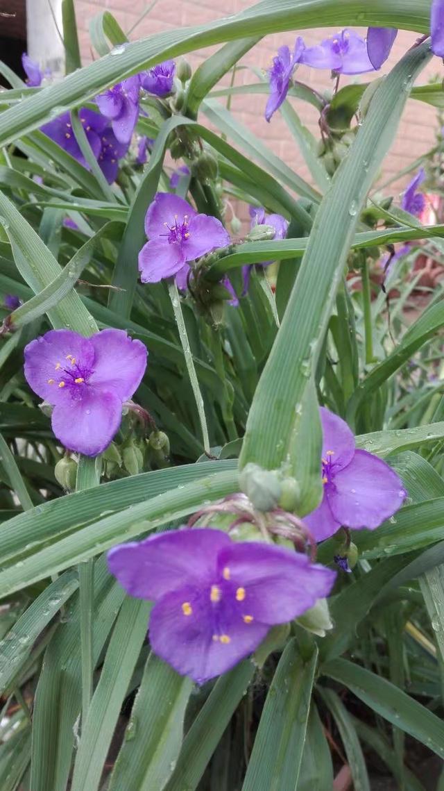 紫露草花语，紫露草 花语（花语尊崇实则平凡的紫露草）