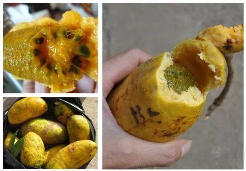 十月瓜是什么，九月瓜是什么（网上卖30元1斤）