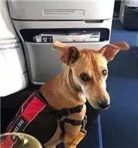 红贵宾（红贵宾犬），被称为“最聪明狗狗”的红贵宾曾因好动