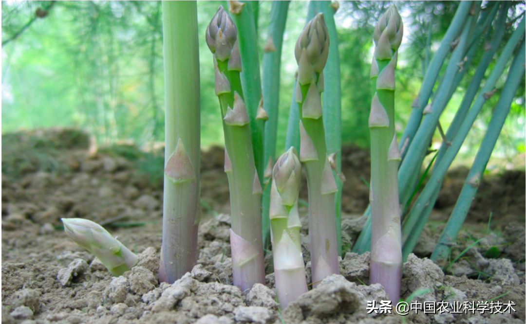 绿芦笋和紫芦笋的营养价值(芦笋怎么吃营养价值最高)