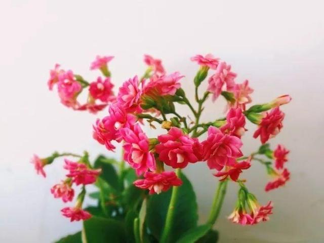 儿童简笔画蒜苗的画法，儿童画蒜苗简笔画图片（快培养一下你家的小花匠）