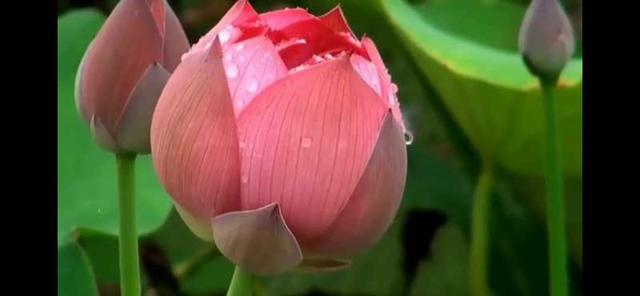 英雄儿女主题曲歌词，英雄儿女主题曲歌词中人民战士和虎豹指的是什么（英雄赞歌一一电影《英雄儿女》主题歌）