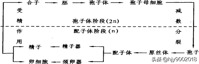 苔藓是什么植物，苔藓是什么植物水生还是陆生（苔藓类植物）