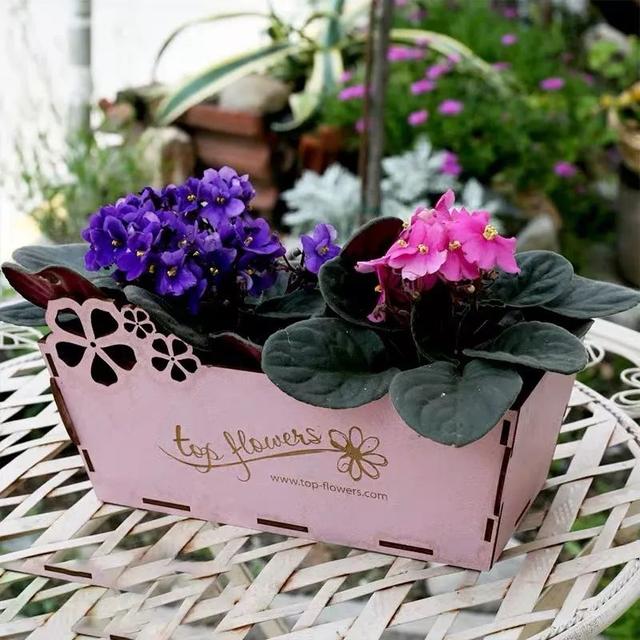 春夏秋冬四季什么花好看，这十种花几乎一年四季都开花