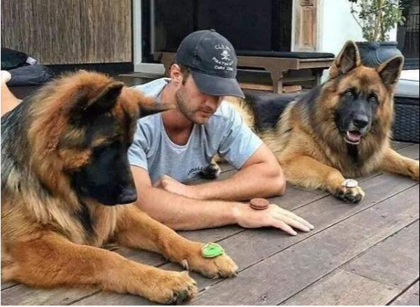 为什么很少人养德牧，为什么养德牧的人比养杜宾的人多（德牧是“万能工作犬”）