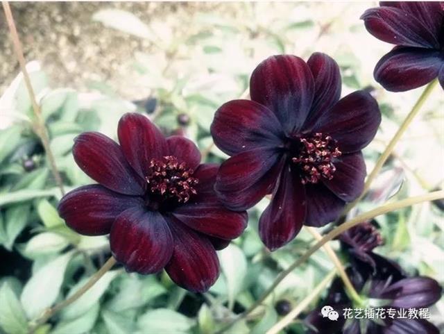 全球最漂亮罕见的花的花语，世界上最稀奇美丽的花有那些