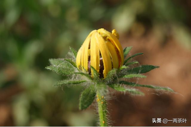 馍什么意思解释，馍字笔画笔顺（鲁西南方言杂谈-蒸馍）