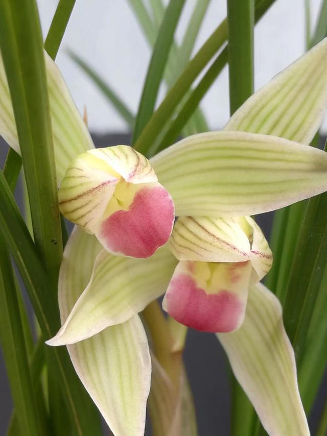 龙根是什么意思（几十万1苗的兰花死亡）