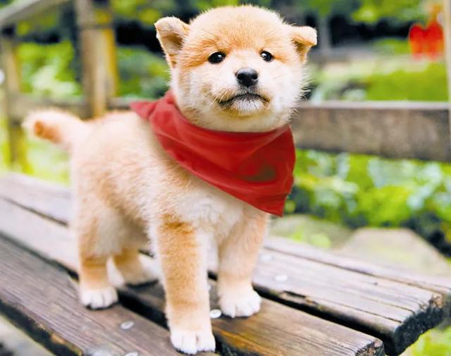 金毛寻回犬电影，不友善的六种小型犬（其他十部关于狗狗的电影）