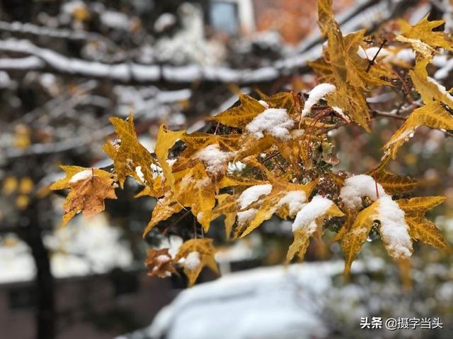 情侣唯美雪景图片，情侣唯美雪景图片真实（冬日初雪印象：一半冬雪）