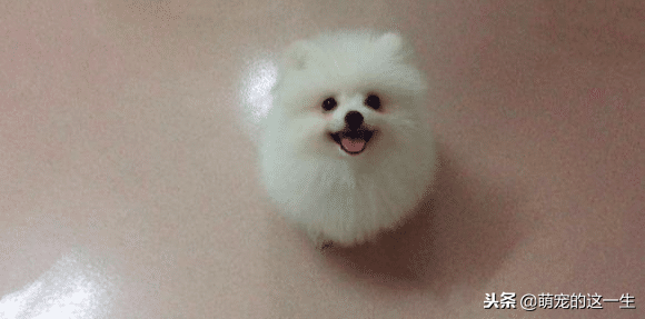 怎样分辨博美犬的性格，小博美的这几个性格特点