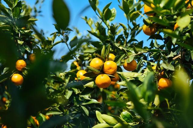 秋天的四字词语有哪些，秋天的词语有哪些（８个关于“秋天”的成语讲给孩子听）