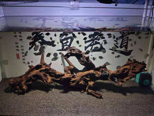 鱼缸水发黄怎么办，鱼缸里的水发黄怎么办（对付鱼缸黄水我就是这么做的）