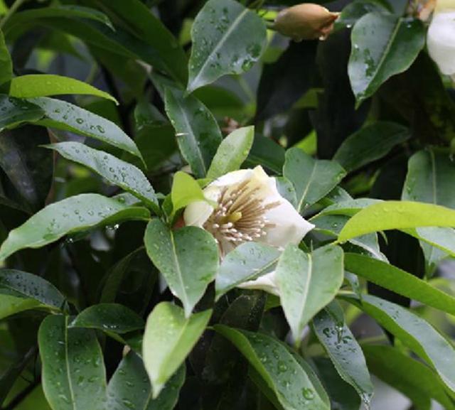 国家一级保护植物的名单，国家一级保护植物简介（植物世界丨国家一级重点保护野生植物名录）