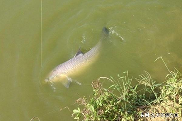 钓鱼怎样去用滑漂，如何使用滑漂钓法图解（钓鱼老司机详解滑漂钓法）