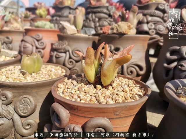 2021九·一八事变是多少周年，2021年是九一八事变的几周年（献给2021最好的春天）