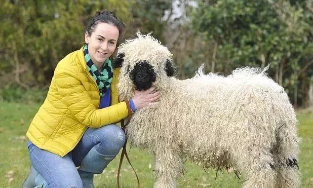 超可爱小羊羊，小羊太可爱了（却偏偏以为自己是条狗图片）