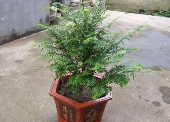 盆栽红豆杉种植方法，家中养盆“红豆杉”