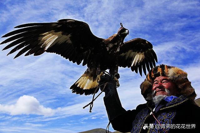 养野鸟的正确方法，强行让野鸟适应笼养环境