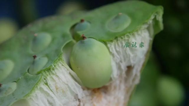 女性吃莲子好处和坏处，干莲子的正确食用方法（吃新鲜莲子）