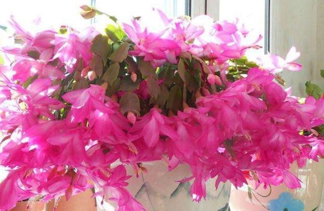 冬天开的花有哪些，冬天开的花有哪些花名颜色（家里养上5种花，天冷也有花看）