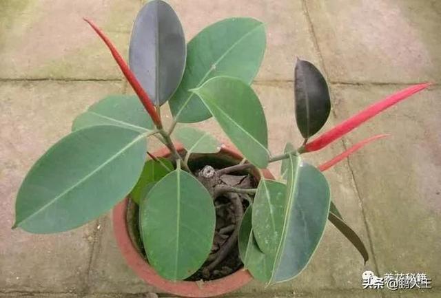 橡皮树的寓意是什么，花匠带你养花之橡皮树养护知识大全