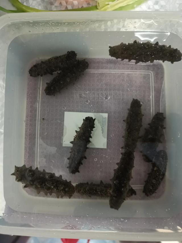 海参干如何发（干海参泡发教程）