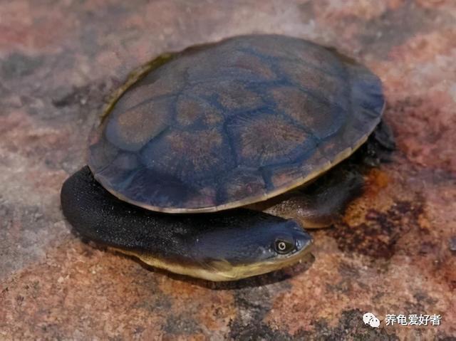 乌龟冬眠要放水吗，乌龟冬眠是放水里还是放干的地方（若想保住龟命不挂）