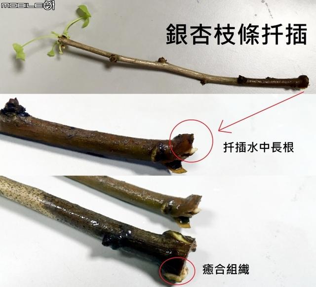 银杏树的特点具体有哪些，银杏树有什么特点（怎么就成濒危物种了）