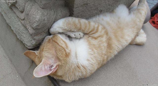 猫咪常见6种睡姿，猫咪的四种睡姿代表不同心理活动