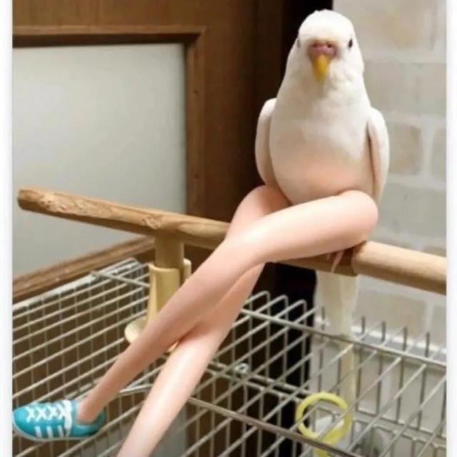 【沙雕搞怪头像】微信，【沙雕搞怪头像】（三观很正又很温柔的文案）