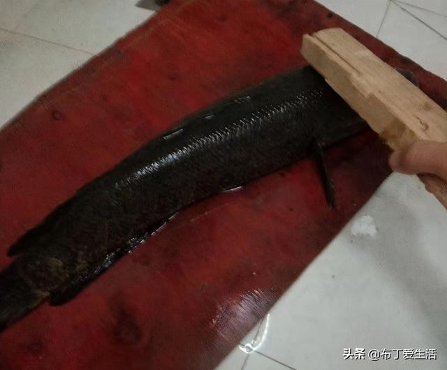 水煮鱼怎么切片，水煮鱼怎么做鱼片才嫩（教您\