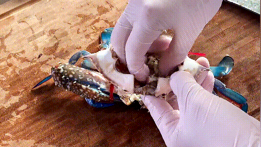 香辣梭子蟹的做法，秘制香辣梭子蟹的做法步骤是什么（秘制香辣蟹这样做才正宗）