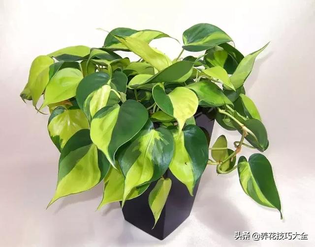 绿航绿萝怎么养，老花匠告诉你妙招（快看看你养的是哪一种）