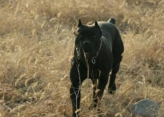 10大护卫犬，十大护卫犬有哪些（养过的都知道）