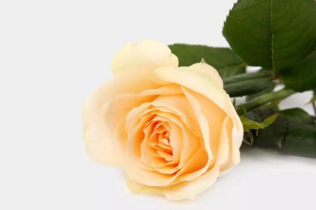 各种玫瑰花的含义，各色的玫瑰花有什么含意（一篇文章认全花店必备80种玫瑰花）