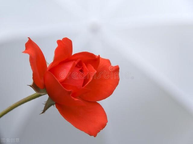 十二月花神，十二月花神（十二月花名歌）